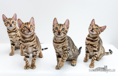  Bengalen Jena